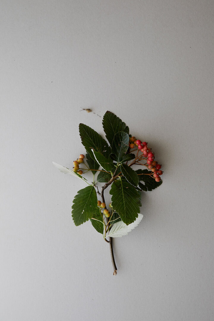 Plocka tång & strandväxter / Natur & Kultur