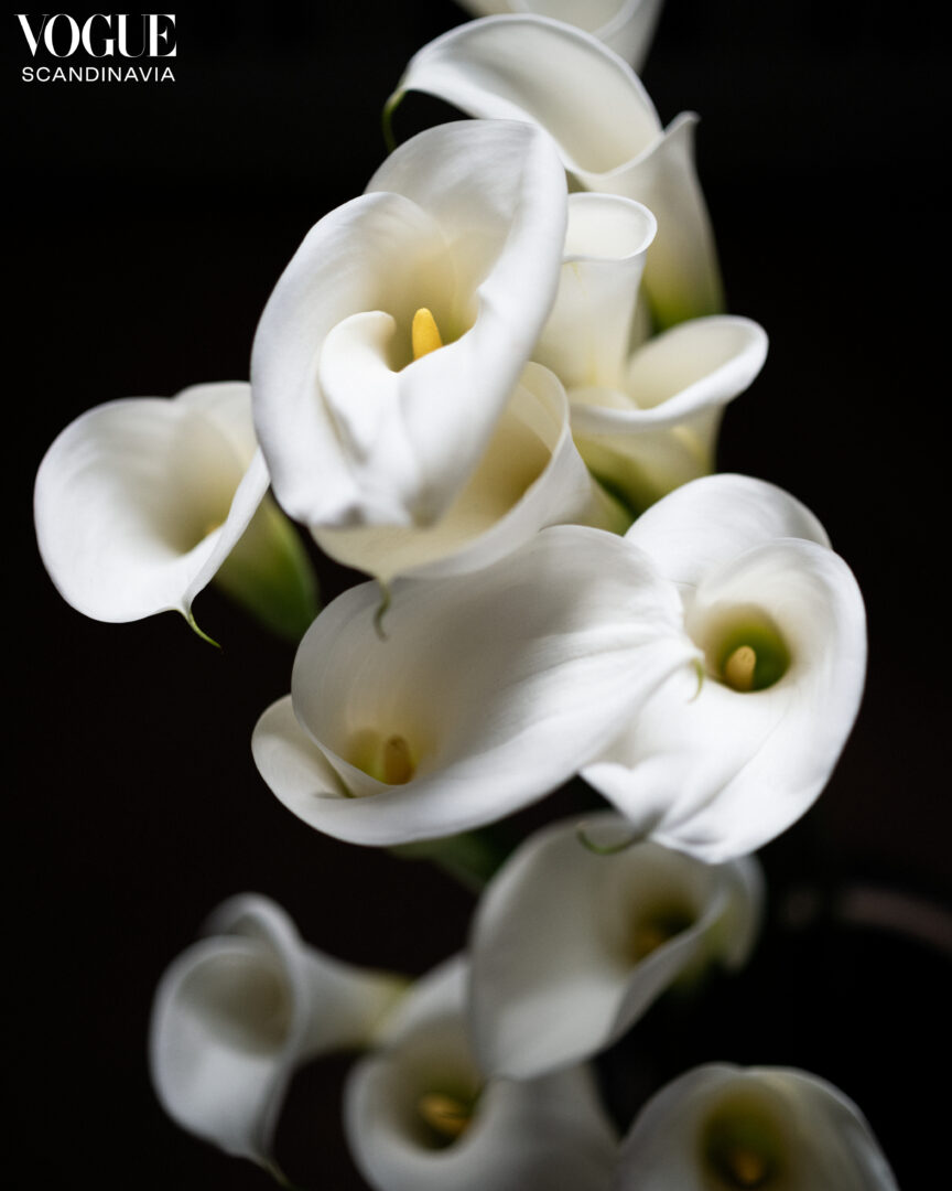 Vogue Scandinavia / Alexander & Chloe Wessely